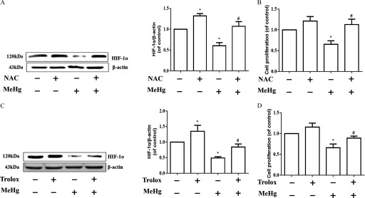 Figure 5A comprises a Western blotting for HIF 1 alpha (120 kilo Dalton) and beta actin (43 kilo Dalton) and a bar graph with standard deviation plotting HIF 1 alpha or beta actin (of control; y-axis) across treatment with NAC and micromolar of methylmercury (x-axis). Figure 5B is a bar graph plotting cell proliferation (of control; y-axis) across treatment with NAC and micromolar of methylmercury (x-axis). Figure 5C comprises a Western blotting for HIF 1 alpha (120 kilo Dalton) and beta actin (43 kilo Dalton) and a bar graph with standard deviation plotting HIF 1 alpha or beta actin (of control; y-axis) across treatment with Trolox and micromolar of methylmercury (x-axis). Figure 5D is a bar graph plotting cell proliferation (of control; y-axis) across treatment with Trolox and micromolar of methylmercury (x-axis).