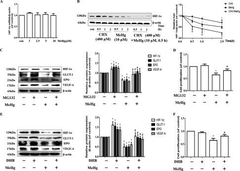 Figure 3A plots bar graph with standard deviation plotting HIF 1 alpha mRNA per beta actin (of control; y-axis) across treatment with 0, 1, 2.5, 5, and 10 micromolar of methylmercury (x-axis). Figure 3B comprises a Western blotting for HIF 1 alpha (120 kilo Dalton) and beta actin (43 kilo Dalton) and a line graph with standard deviation plotting relative fold HIF 1 alpha or beta actin (of control; y-axis) across treatment with 0.0, 0.5, 1.0, and 2.0 time in hours (x-axis). Figure 3C comprises a Western blotting for H1F 1 alpha (120 kilo Dalton), GLUT 1 (55 kilo Dalton), EPO (21 kilo Dalton), VEGF A (17 kilo Dalton), and beta actin (43 kilo Dalton), as well as a bar graph with standard deviation plotting relative protein expression per beta actin (y-axis) across treatment with MG132 and micromolar of methylmercury (x-axis). Figure 3D is a bar graph plotting cell proliferation (of control; y-axis) across treatment with MG132 and micromolar of methylmercury (x-axis). Figure 3E comprises a Western blotting for H1F 1 alpha (120 kilo Dalton), GLUT 1 (55 kilo Dalton), EPO (21 kilo Dalton), VEGF A (17 kilo Dalton), and beta actin (43 kilo Dalton), as well as a bar graph with standard deviation plotting relative protein expression per beta actin (y-axis) across treatment with DHB and micromolar of methylmercury (x-axis). Figure 3F is a bar graph plotting cell proliferation (of control; y-axis) across treatment with DHB and micromolar of methylmercury (x-axis).