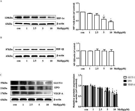 Figure 2A comprises a Western blotting for HIF 1 alpha (120 kilo Dalton) and beta actin (43 kilo Dalton) and a bar graph with standard deviation plotting HIF 1 alpha or beta actin (y-axis) across treatment with 0, 1, 2.5, 5, and 10 micromolar of methylmercury (x-axis). Figure 2B comprises a Western blotting for HIF 1 beta (87 kilo Dalton) and beta actin (43 kilo Dalton) and a bar graph with standard deviation plotting HIF 1 beta or beta actin (y-axis) across treatment with 0, 1, 2.5, 5, and 10 micromolar of methylmercury (x-axis). Figure 2C comprises a Western blotting for GLUT 1 (55 kilo Dalton), EPO (21 kilo Dalton), VEGF A (17 kilo Dalton), and beta actin (43 kilo Dalton), as well as a bar graph with standard deviation plotting relative protein expression per beta actin (y-axis) across treatment with 0, 1, 2.5, 5, and 10 micromolar of methylmercury (x-axis).