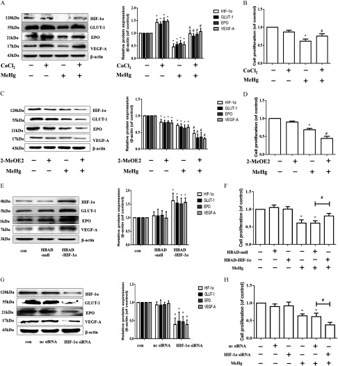 Figure 4A comprises a Western blotting for H1F 1 alpha (120 kilo Dalton), GLUT 1 (55 kilo Dalton), EPO (21 kilo Dalton), VEGF A (17 kilo Dalton), and beta actin (43 kilo Dalton), as well as a bar graph with standard deviation plotting relative protein expression per beta actin (y-axis) across treatment with CoCl sub 2 and micromolar of methylmercury (x-axis). Figure 4B is a bar graph plotting cell proliferation (of control; y-axis) across treatment with CoCl sub 2 and micromolar of methylmercury (x-axis). Figure 4C comprises a Western blotting for H1F 1 alpha (120 kilo Dalton), GLUT 1 (55 kilo Dalton), EPO (21 kilo Dalton), VEGF A (17 kilo Dalton), and beta actin (43 kilo Dalton), as well as a bar graph with standard deviation plotting relative protein expression per beta actin (y-axis) across treatment with 2 Me OE sub 2 and micromolar of methylmercury (x-axis). Figure 4D is a bar graph plotting cell proliferation (of control; y-axis) across treatment with 2 Me OE sub 2 and micromolar of methylmercury (x-axis). Figure 4E comprises a Western blotting for H1F 1 alpha (120 kilo Dalton), GLUT 1 (55 kilo Dalton), EPO (21 kilo Dalton), VEGF A (17 kilo Dalton), and beta actin (43 kilo Dalton), as well as a bar graph with standard deviation plotting relative protein expression per beta actin (y-axis) across treatment with concentration, HBAD null, and HBAD HIF 1alpha (x-axis). Figure 4F is a bar graph plotting cell proliferation (of control; y-axis) across treatment with HBAD null, HBAD HIF 1 alpha, and micromolar of methylmercury (x-axis). Figure 4G comprises a Western blotting for H1F 1 alpha (120 kilo Dalton), GLUT 1 (55 kilo Dalton), EPO (21 kilo Dalton), VEGF A (17 kilo Dalton), and beta actin (43 kilo Dalton), as well as a bar graph with standard deviation plotting relative protein expression per beta actin (y-axis) across treatment with concentration, nc siRNA, and HIF 1 alpha siRNA (x-axis). Figure 4H is a bar graph plotting cell proliferation (of control; y-axis) across treatment nc siRNA, HIF 1 alpha siRNA, and micromolar of methylmercury (x-axis).