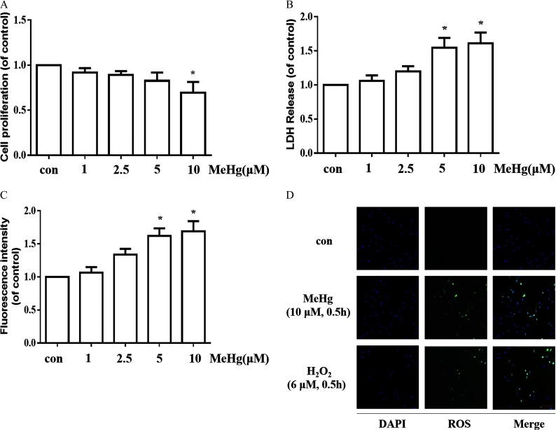 Figure 1A is a bar graph with standard deviation plotting cell proliferation (of control; y-axis) across treatment with 0, 1, 2.5, 5, and 10 micromolar of methylmercury (x-axis). Figure 1B is a bar graph with standard deviation plotting LDH release (of control; y-axis) across treatment with 0, 1, 2.5, 5, and 10 micromolar of methylmercury (x-axis). Figure 1C is a bar graph with standard deviation plotting fluorescence intensity (of control; y-axis) across treatment with 0, 1, 2.5, 5, and 10 micromolar of methylmercury (x-axis). Figure 1D displays representative images for DAPI, ROS, and Merge.