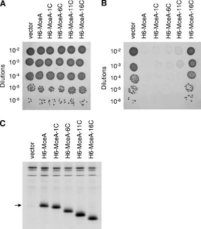 FIG. 6.