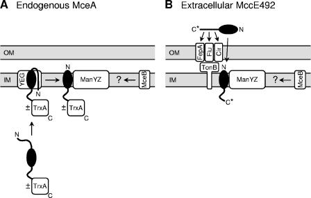 FIG. 8.