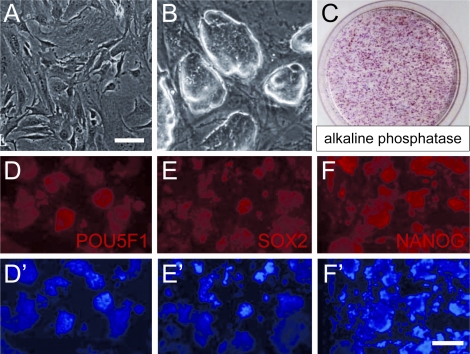 FIG. 4.