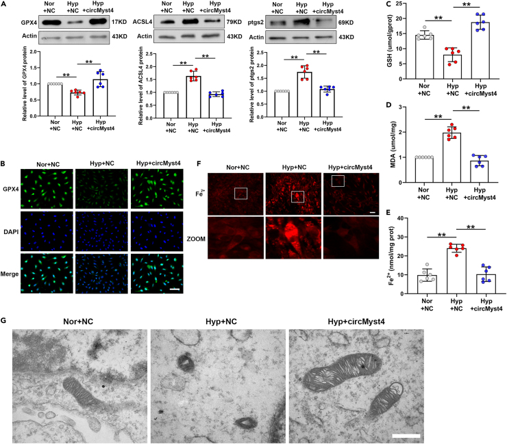 Figure 3