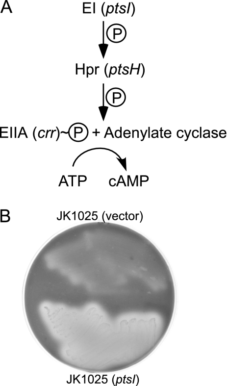 FIG. 6.