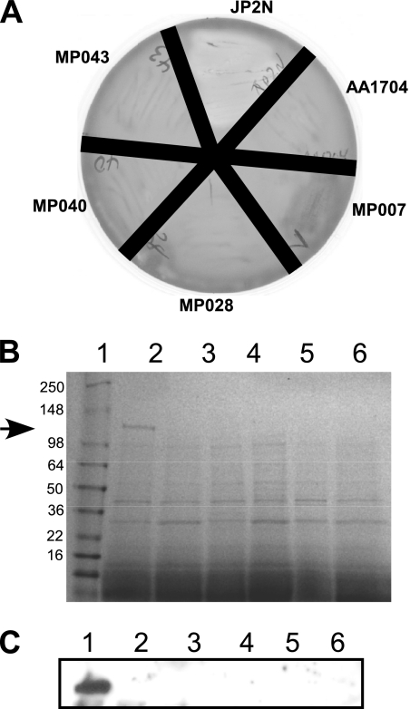 FIG. 2.