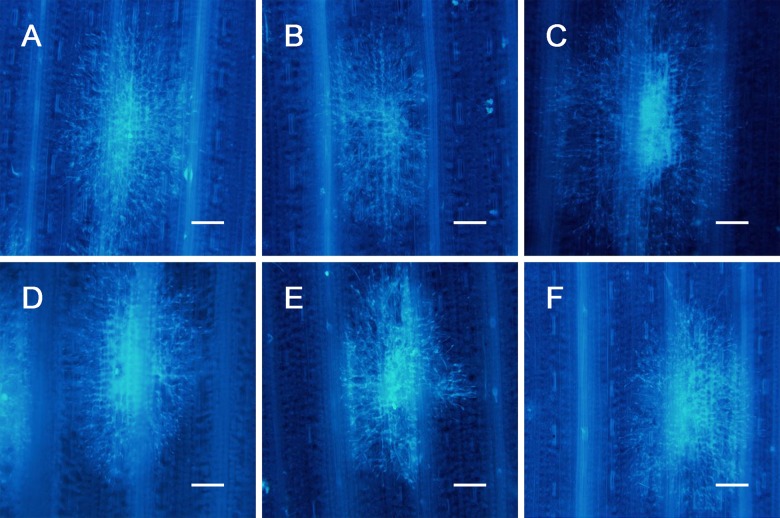 Fig 9