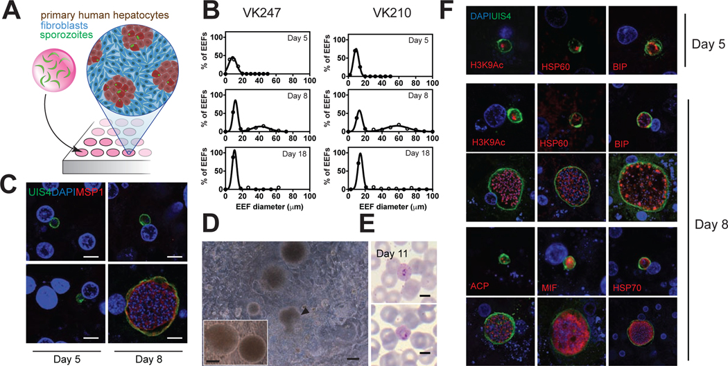 Figure 1: