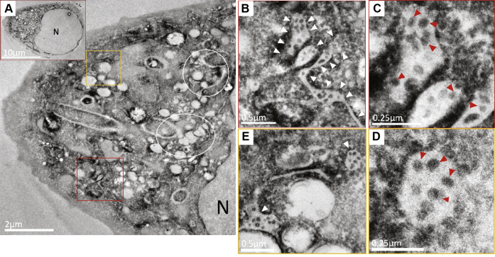 Figure 3