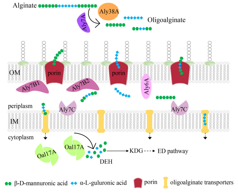 Figure 7