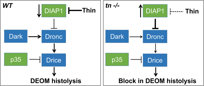 Fig. 8