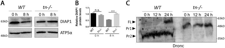 Fig. 7