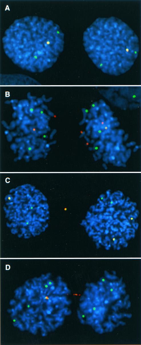 FIG. 2.