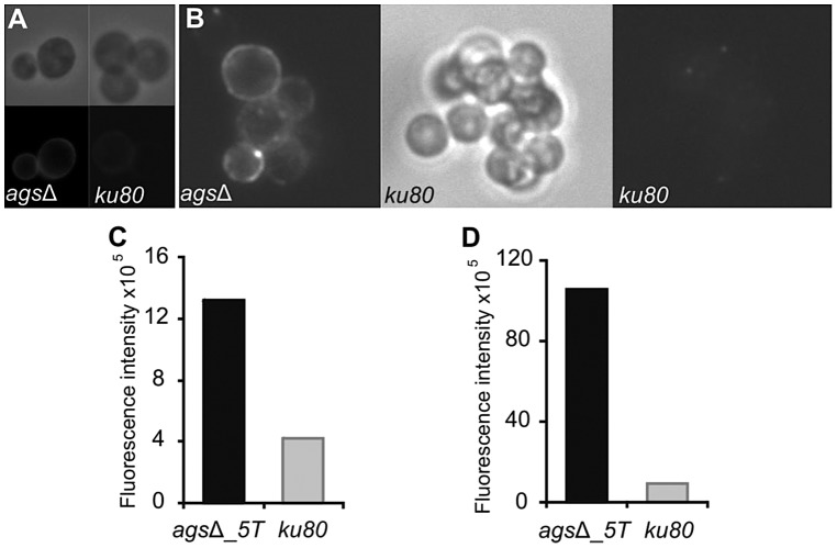 Figure 10