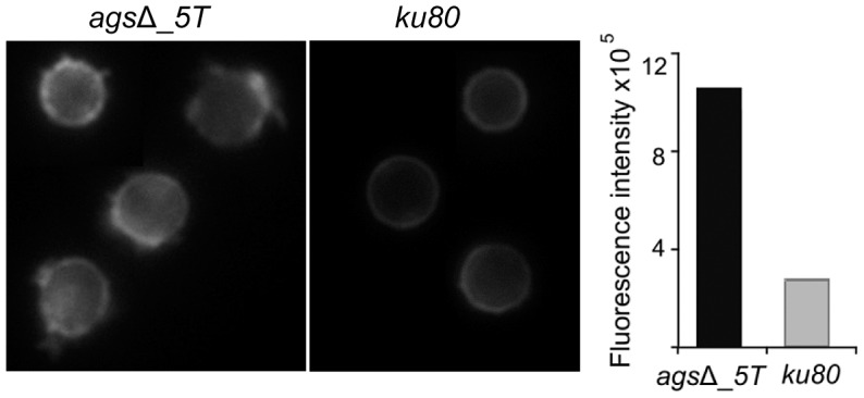 Figure 7