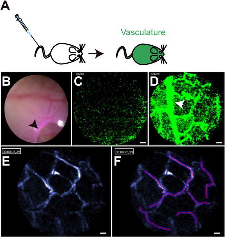 Fig. 4