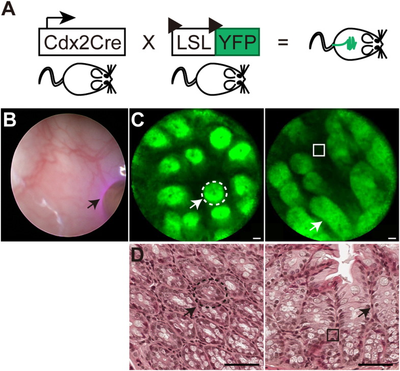 Fig. 3