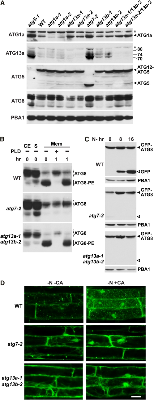 Figure 5.