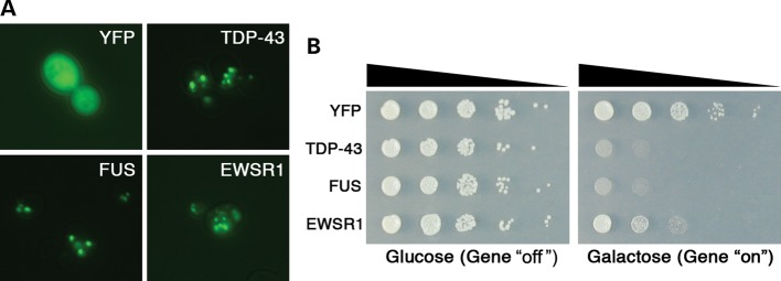 Figure 1.