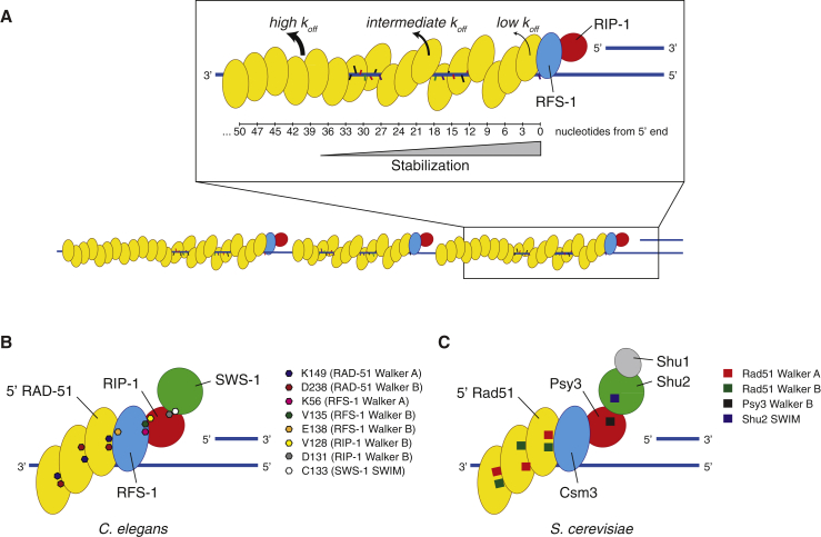 Figure 7