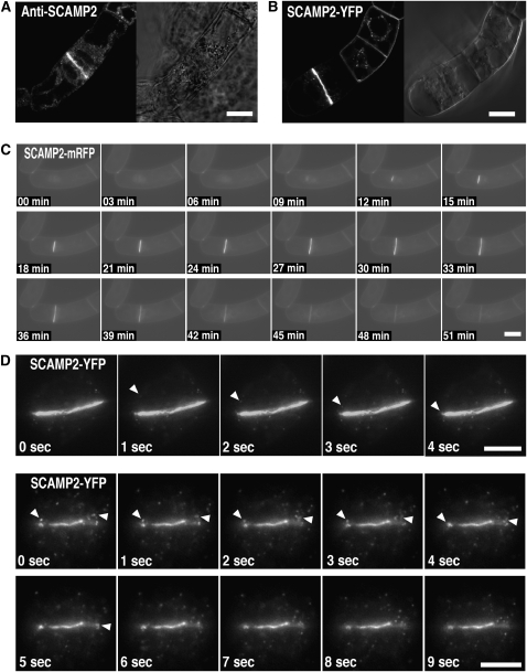 Figure 11.