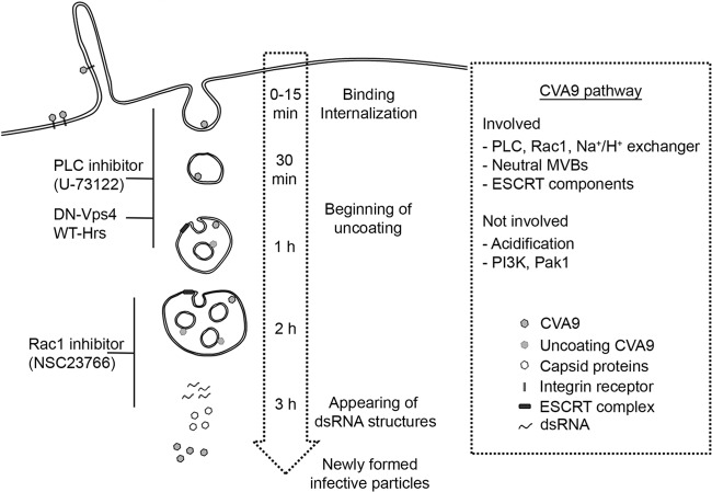 FIG 10