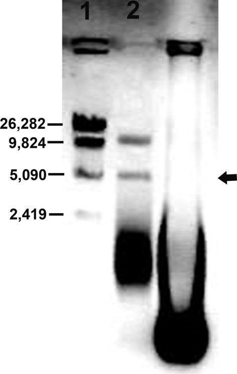 Fig. 6