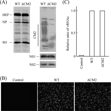 FIG. 2.