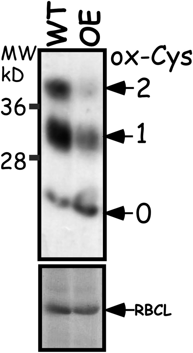 Figure 5.