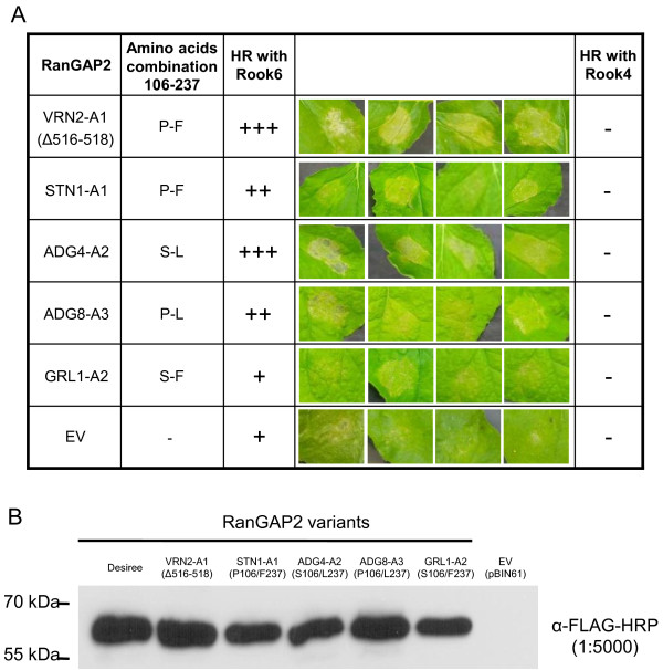 Evolution And Variability Of Solanum Rangap A Cofactor In The Incompatible Interaction Between