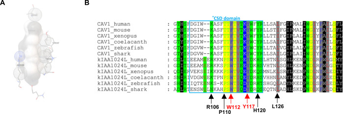 Figure 7—figure supplement 1.