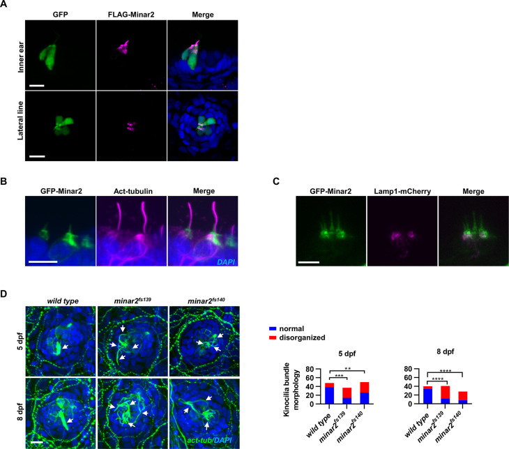 Figure 2—figure supplement 1.