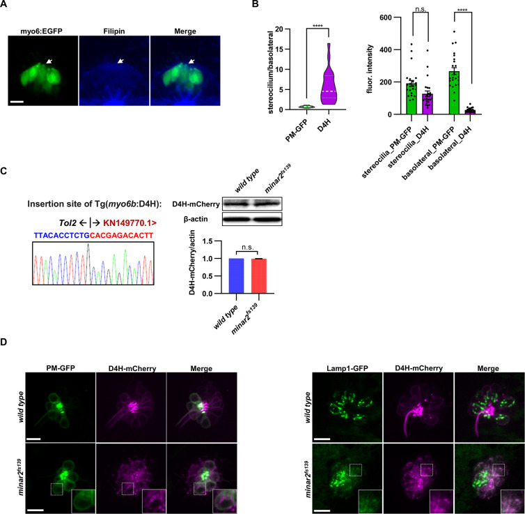 Figure 4—figure supplement 1.