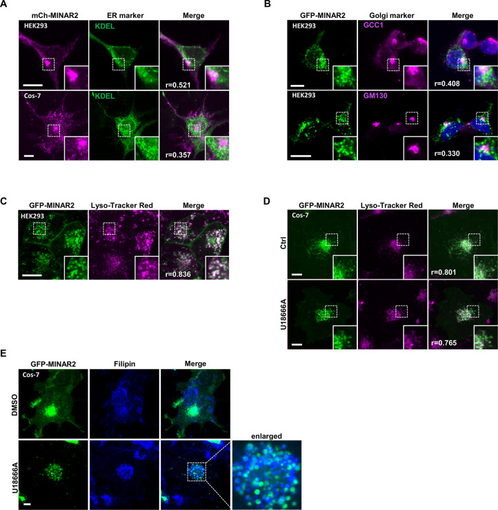 Figure 2—figure supplement 2.