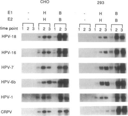 graphic file with name pnas01087-0112-a.jpg