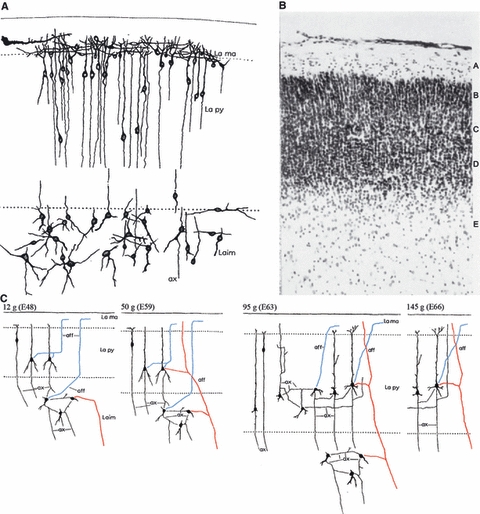 Fig. 10