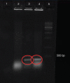 Figure 2)