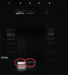 Figure 3)