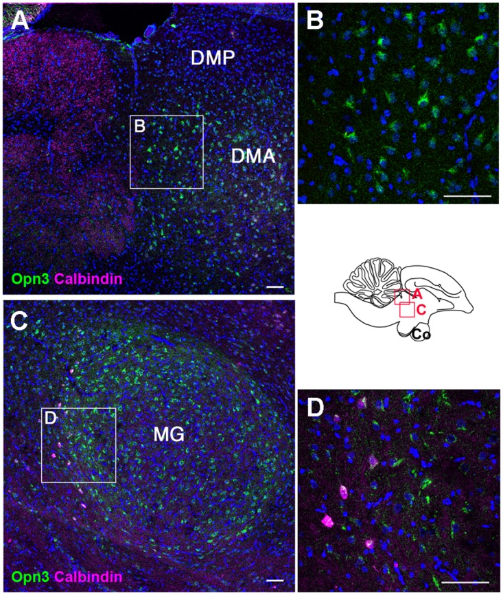 Fig 10