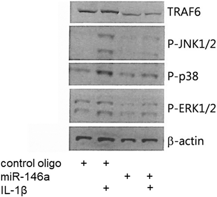 Fig 5