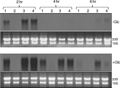 FIG. 1.