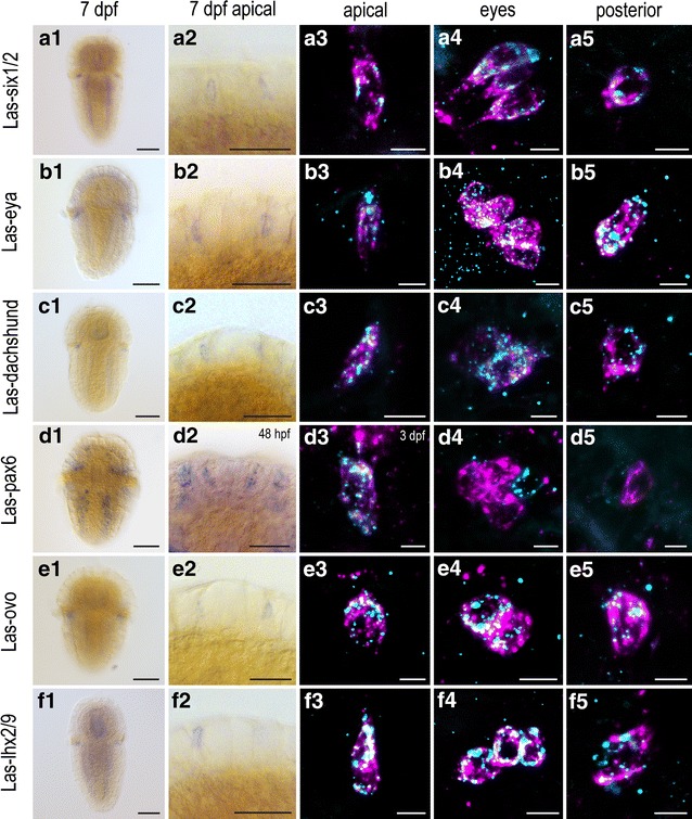 Fig. 3