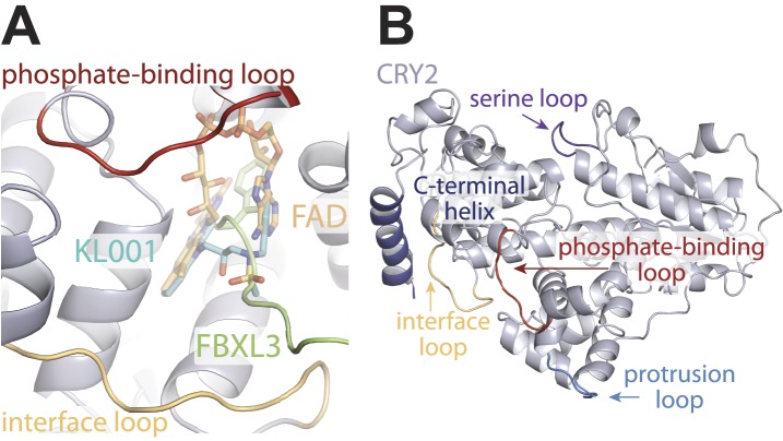 Figure 4—figure supplement 1.