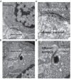Figure 1—figure supplement 1.