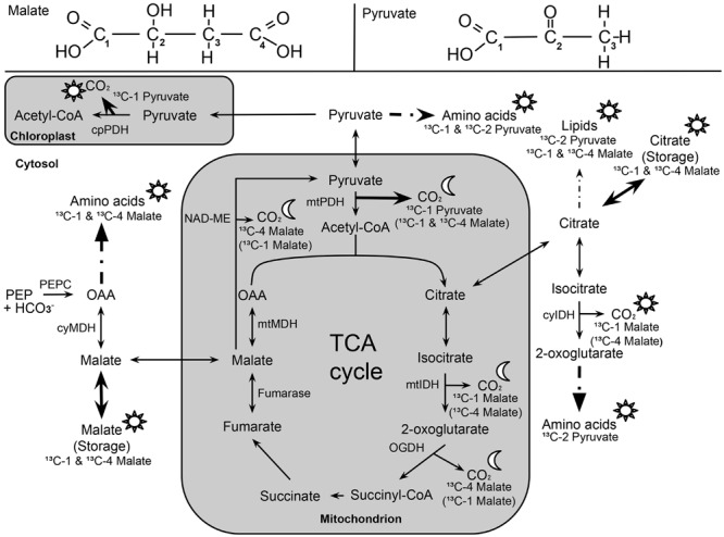 FIGURE 4