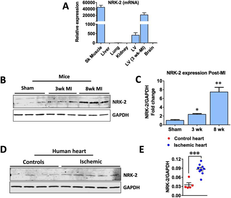 Figure 1;