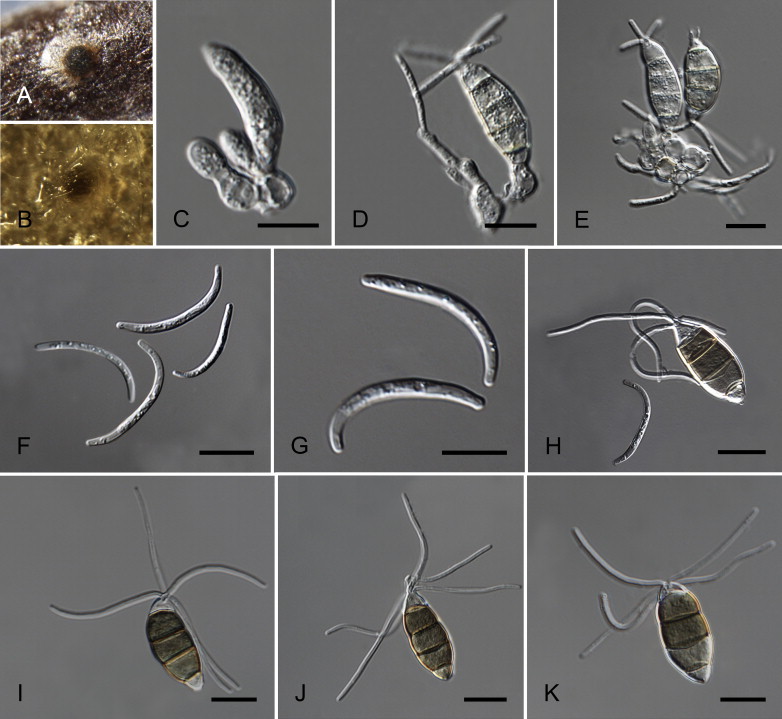 Fig. 14