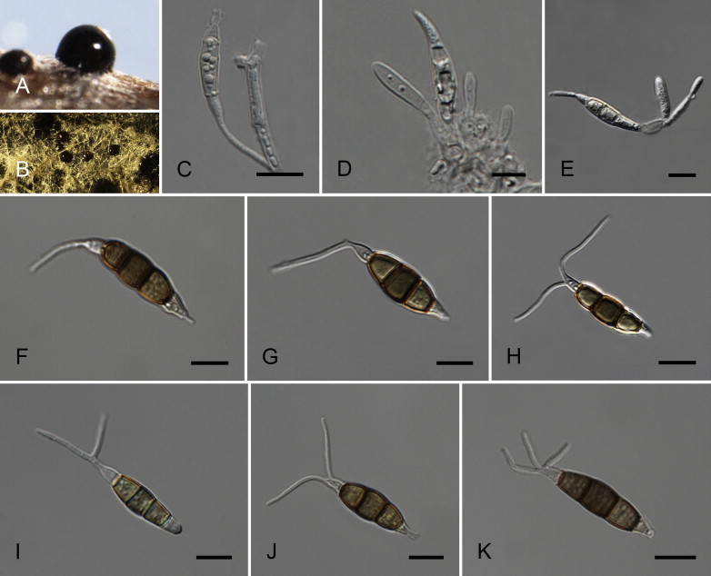 Fig. 35