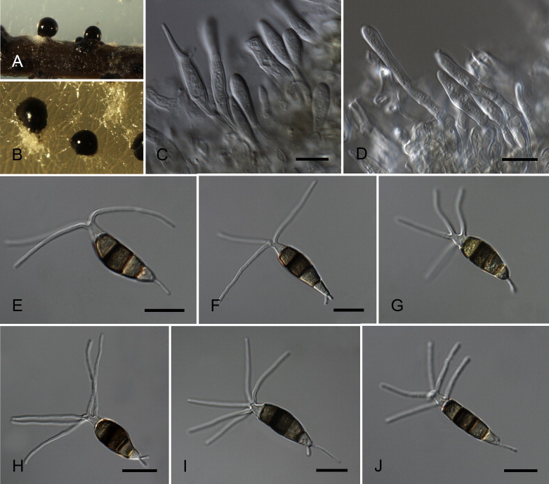 Fig. 16